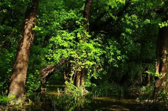 Çanakkale’de ormanlara yaz girişi kısıtlaması