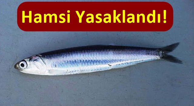 Hamsi avı İstanbul Boğazı ve Karadeniz'de yasaklandı