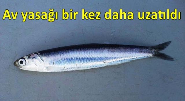 Hamside av yasağı bir kez daha uzatıldı