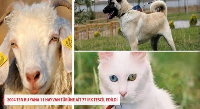 2004'TEN BU YANA 11 HAYVAN TÜRÜNE AİT 77 IRK TESCİL EDİLDİ