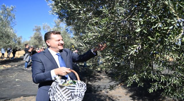 Başkan Yılmaz, Zeytin Hasadına Katıldı