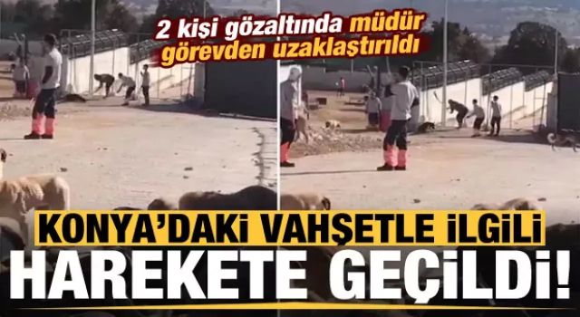 Konya'da hayvan bakımevindeki görüntüye soruşturma