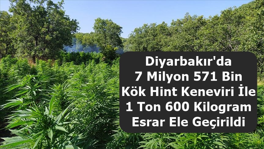 Diyarbakır'da 7 Milyon 571 Bin Kök Hint Keneviri İle 1 Ton 600 Kilogram Esrar Ele Geçirildi