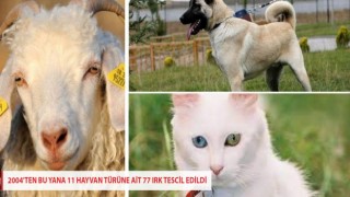 2004'TEN BU YANA 11 HAYVAN TÜRÜNE AİT 77 IRK TESCİL EDİLDİ