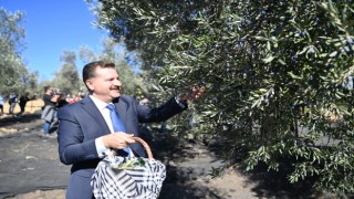 Başkan Yılmaz, Zeytin Hasadına Katıldı