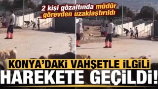 Konya'da hayvan bakımevindeki görüntüye soruşturma