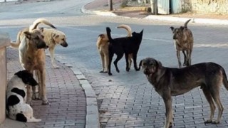 İstanbul Valiliği İstanbul'da Kuduz İddiası Hakkında Açıklama Yaptı