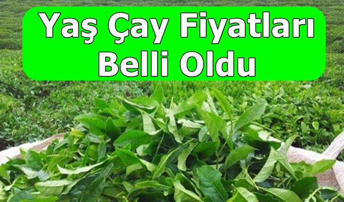 Yaş Çay Fiyatları Belli Oldu