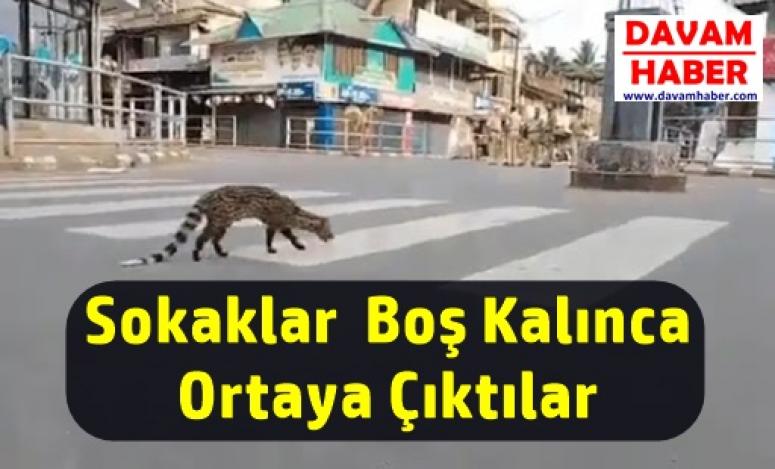 Sokaklar Boş Kalınca Ortaya Çıktılar